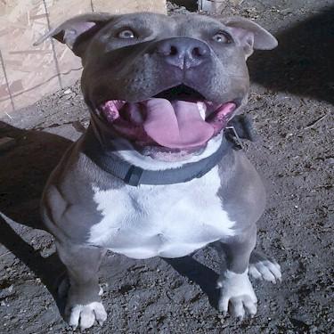 Stockton California Blue Lines Currency Pit Bull.jpg